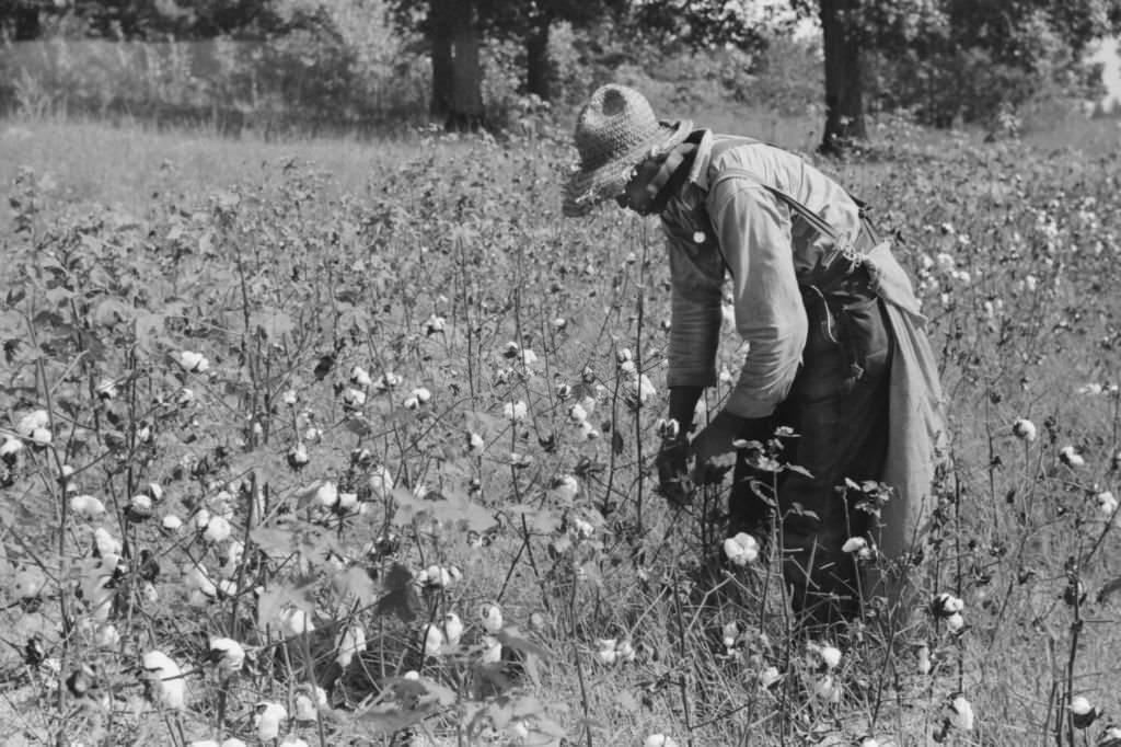 Sharecropper Picking Cotton in Field, near Chapel Hill, North Carolina, September 1939