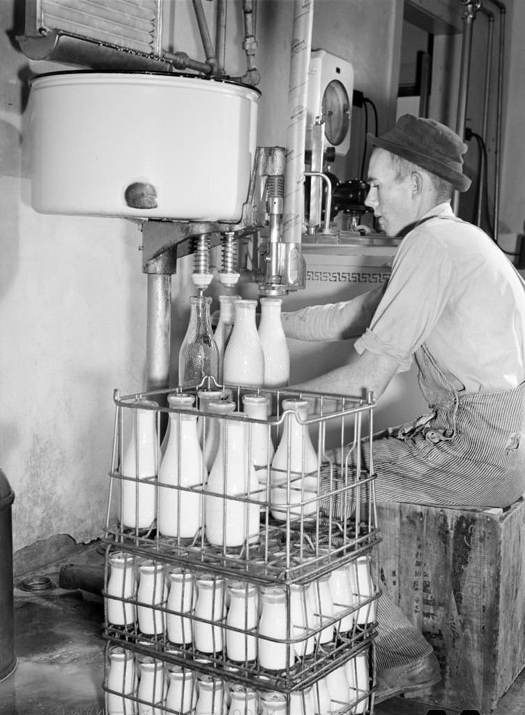 Dairy Farmer, a Farm Security Administration (FSA) Tenant Purchase Borrower, bottling Milk at Pasteurizing Plant, Caswell County, North Carolina, October 1940