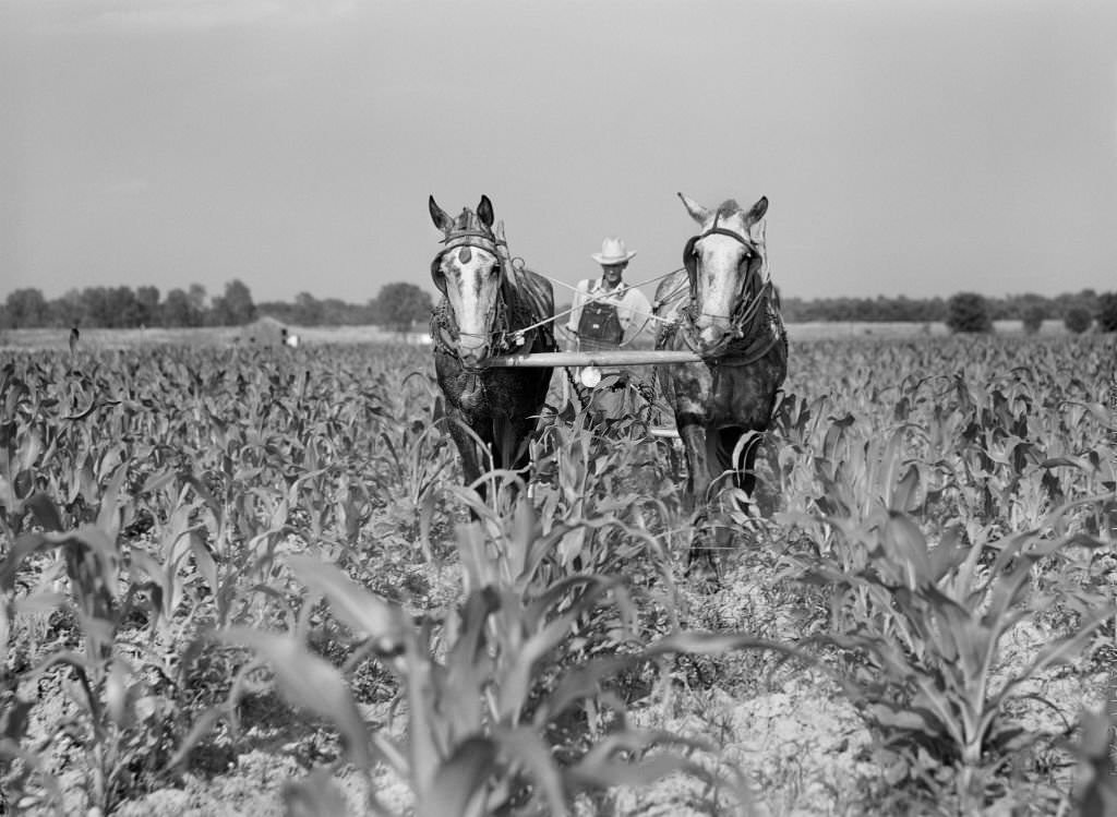 J.D. Anglin, cultivating his Corn with a pair of Mares, Transylvania Resettlement Project, Transylvania, Louisiana, 1940
