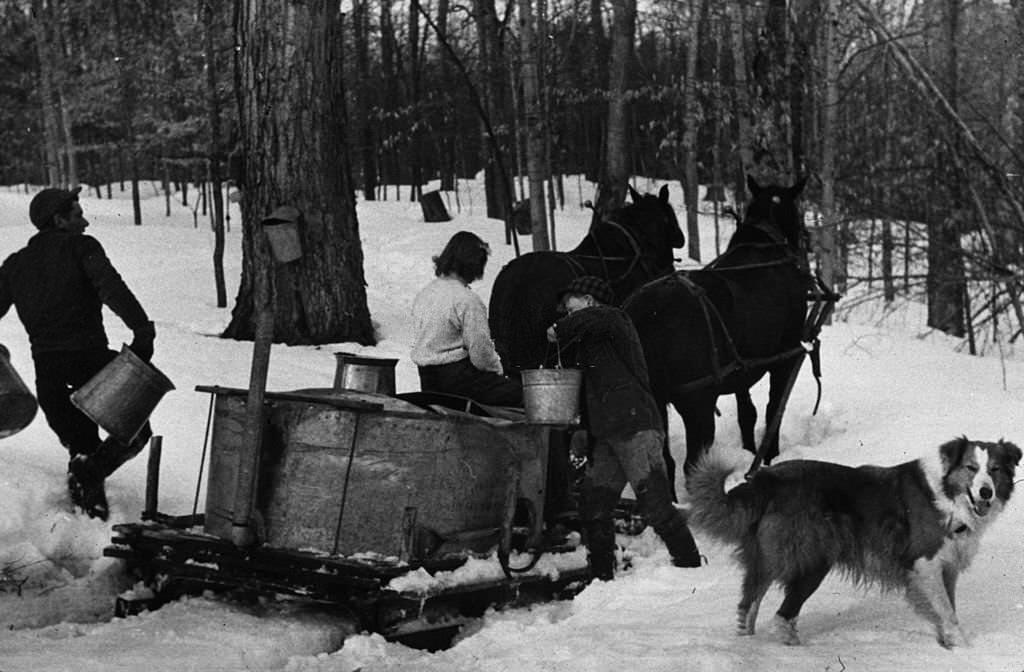 People on a farm in North Bridgewater, Vermont, gathering sap from sugar trees to make maple syrup, 1940
