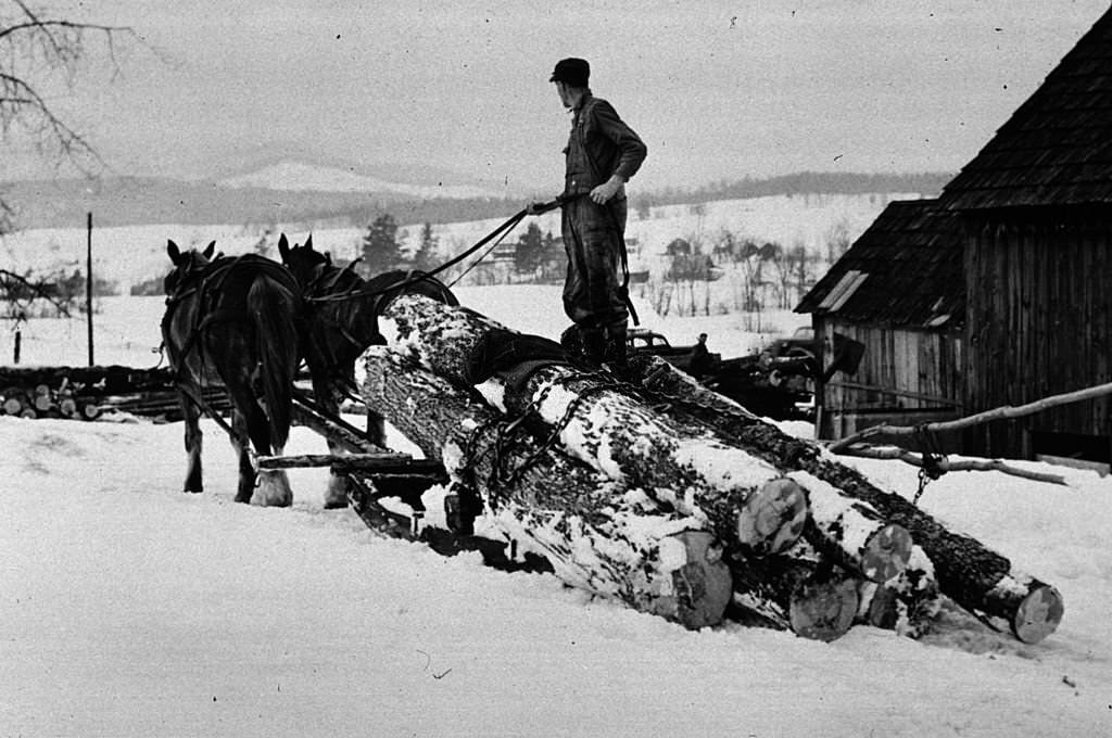 A hired man hauling logs with a sled and a team near Waterbury, Vermont, March 1940