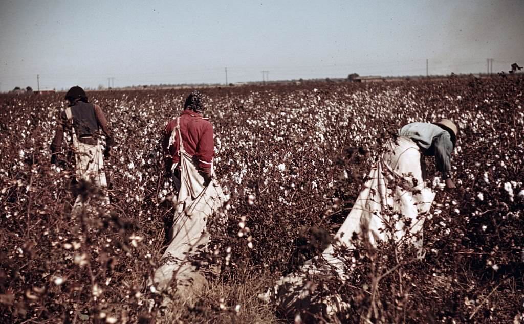 Day labourers picking cotton near Clarksdale, Mississippi, 1939