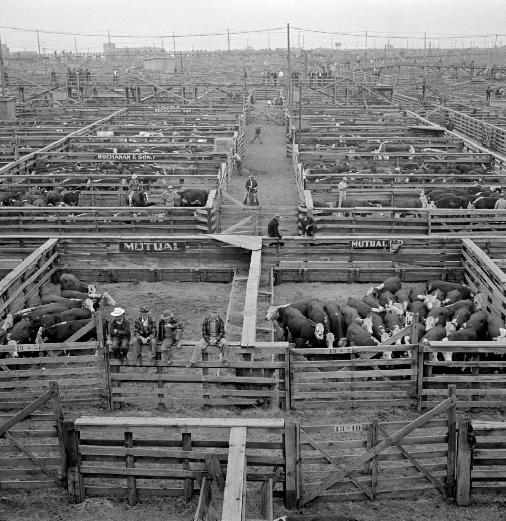 Cattle in Pens at Union Stockyards before Auction Sale, Omaha, Nebraska, September 1941