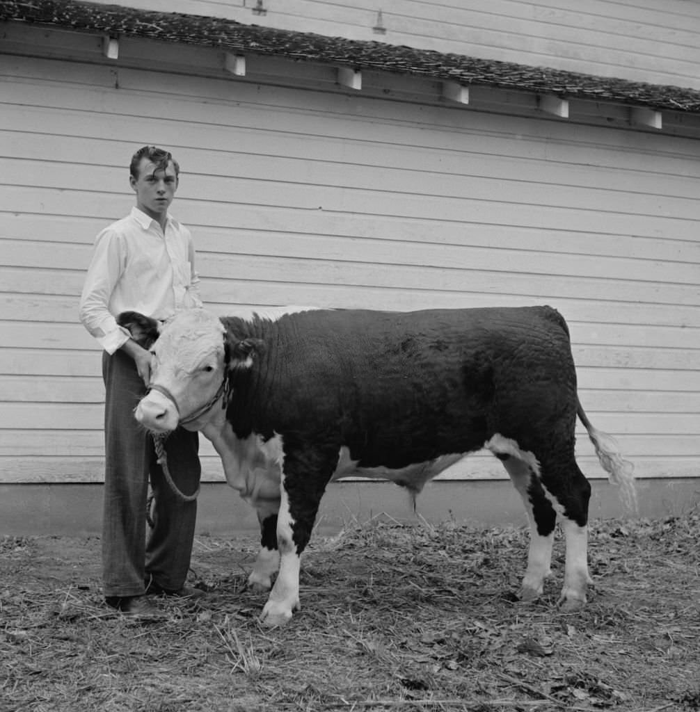 Teen Boy with Hereford Steer, Mitchell, Nebraska, September 1941