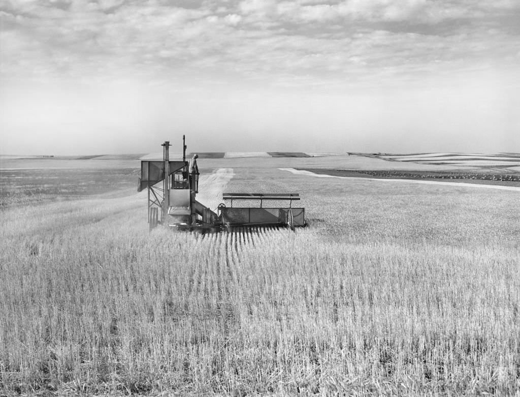 Harvesting wheat with Combine, near Culbertson, Montana, August 1941