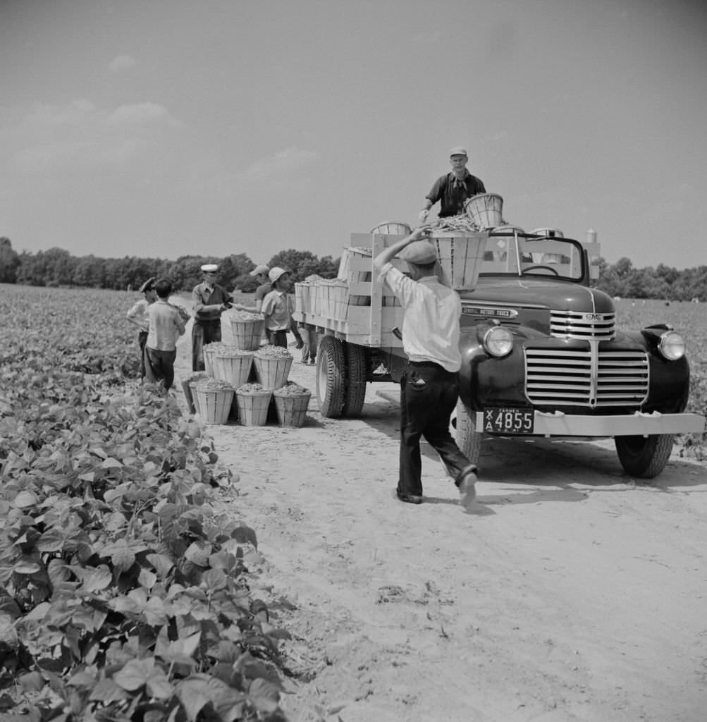 Truck Being Loaded with Bushels of String Beans picked by Day Laborers, New Jersey, July 1941.