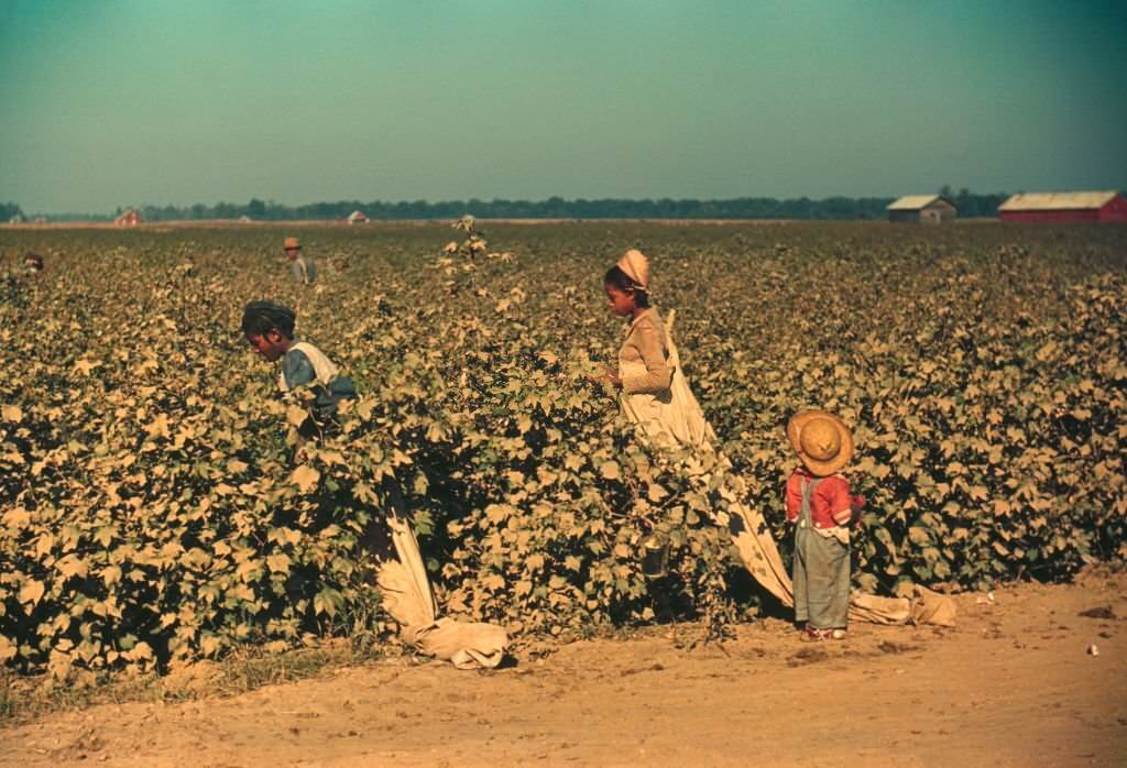 Young Children Day Laborers Picking Cotton, near Clarksdale, Mississippi, 1939