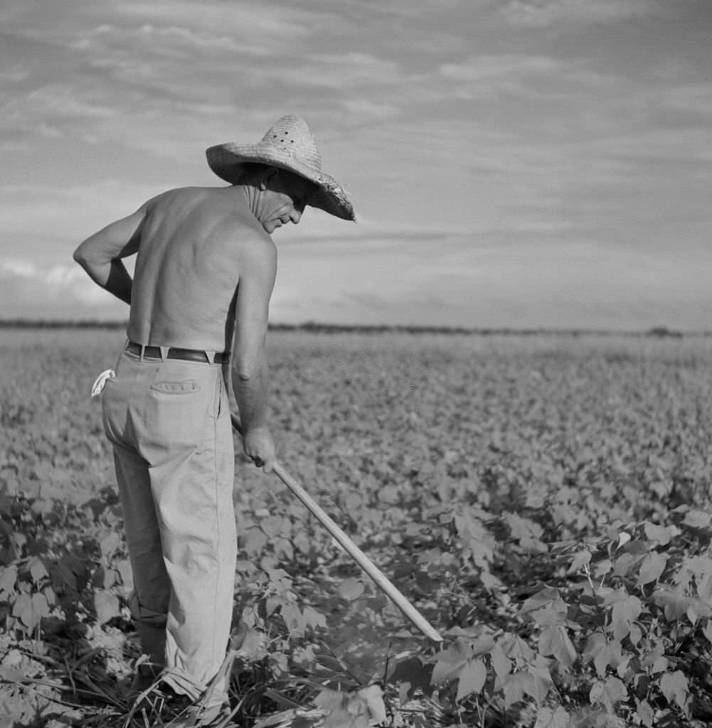 Shirtless Farmer Hoeing Cotton, Allen Plantation Cooperative Association, near Natchitoches, Louisiana, June 1940