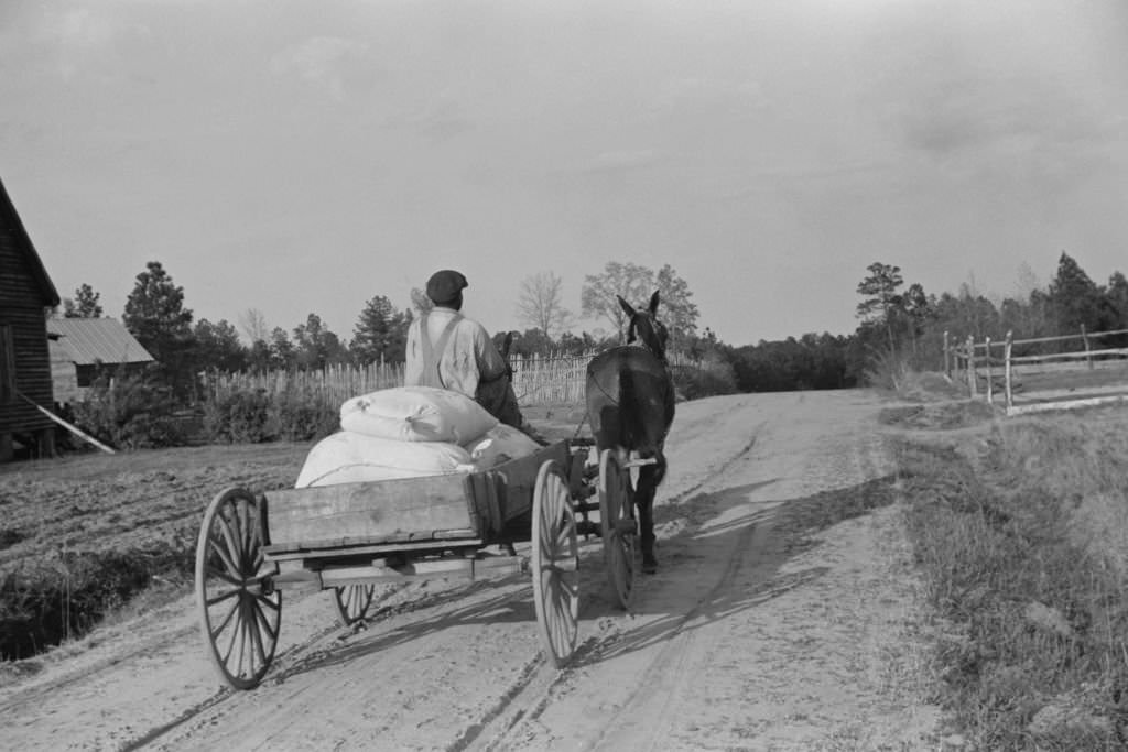 Man Bringing Home Meal from Cooperative Grist Mill on Horse-Drawn Cart, Gees Bend, Alabama, 1939