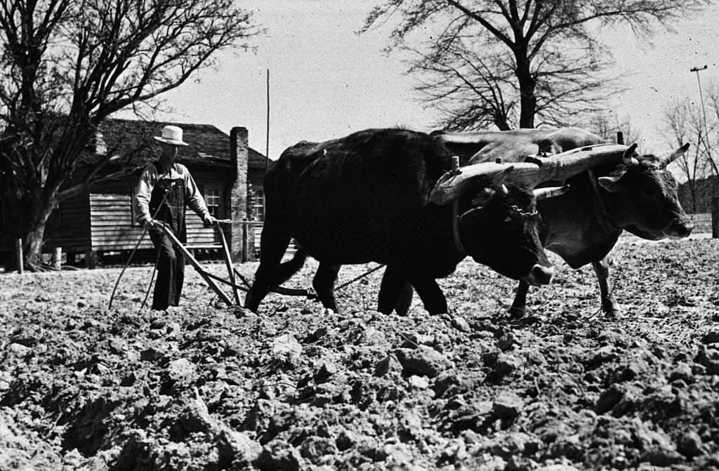 A farmer ploughing with oxen on his land in Coffee County, Alabama, 1939