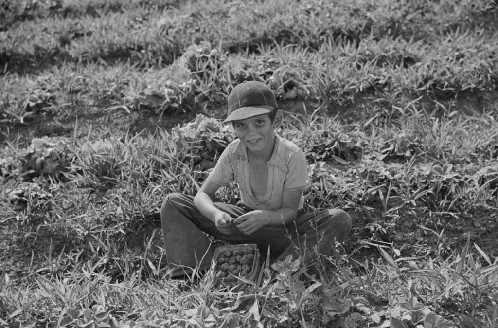Young Strawberry Picker in Field, near Lakeland, Florida, 1939