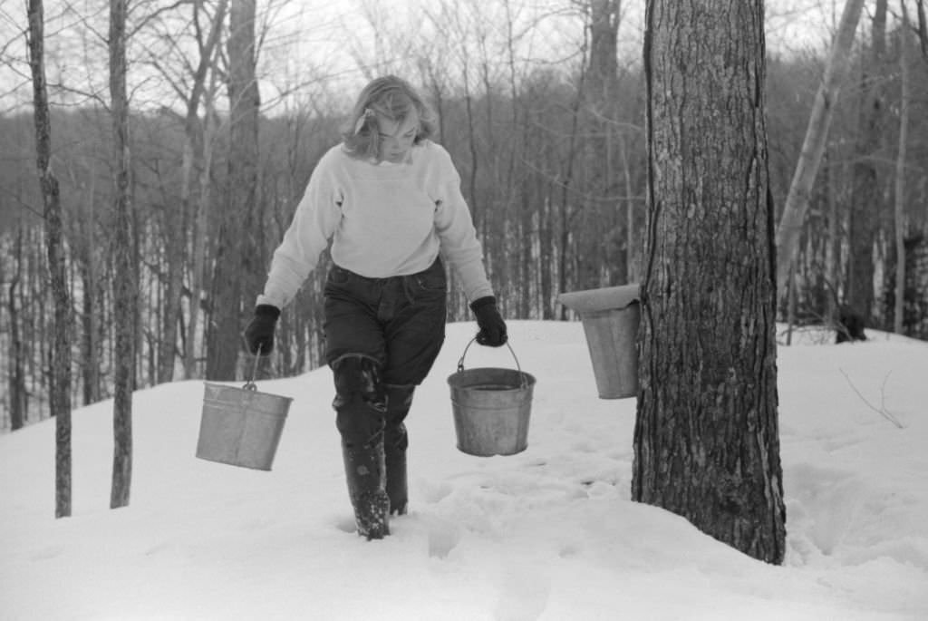 Teenage Girl Gathering Sap from Sugar Maple Trees for Making Maple Syrup, North Bridgewater, Vermont, April 1940