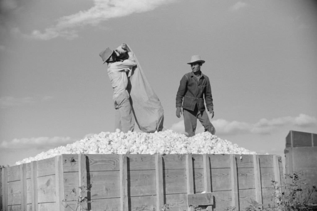 Two Mexican Laborers, contracted by Planters, Emptying Bags of Cotton on Plantation, Perthshire, Mississippi, October 1939