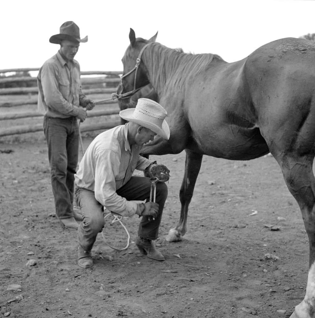 Cowboy Removing Horseshoe from Horse in Ranch Corral, Birney, Montana, 1941