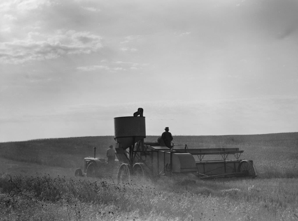 Two Farmers Harvesting Wheat with Combine, near Culbertson, Montana, August 1941