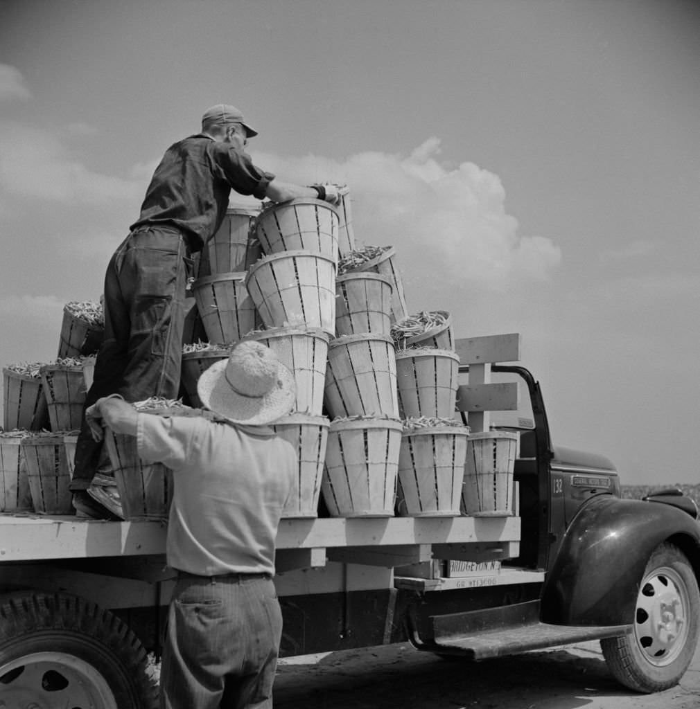 Truck Being Loaded with Bushels of String Beans by Two Day Laborers, New Jersey, July 1941