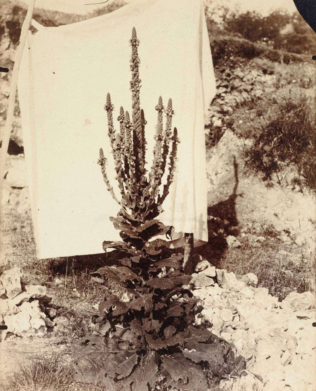 Mullein in Bloom, 1899