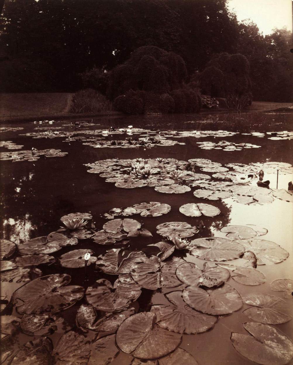 Nymphéa. This sparkling landscape of a mass of white water lily blossoms (Nymphéa) is among Atget's best compositions, 1923
