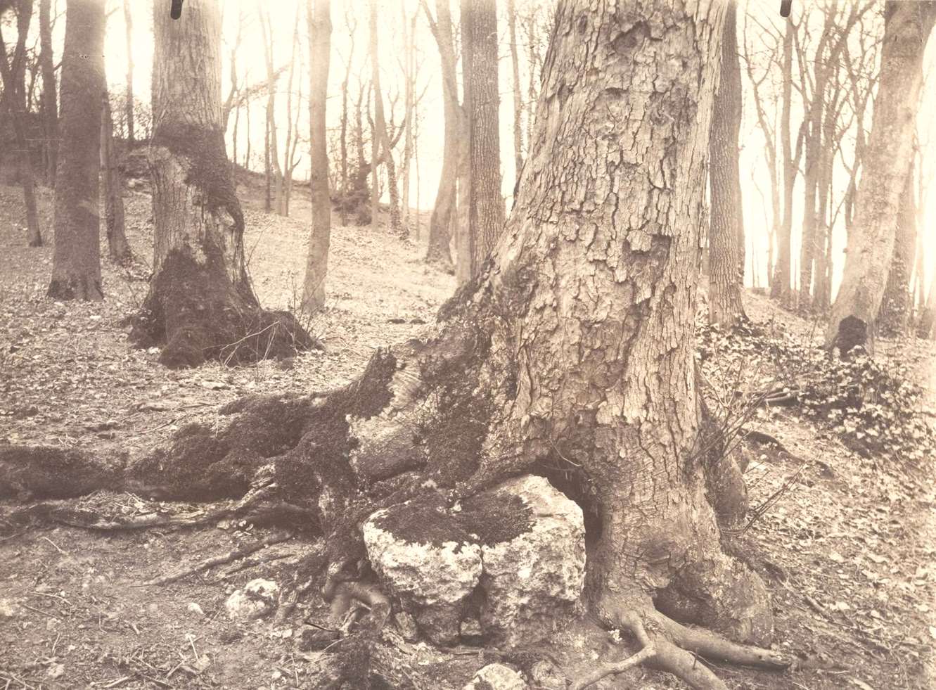 Parc de Saint-Cloud, Paris, 1915