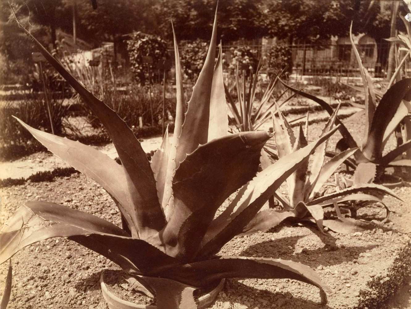 Agave du Mexique, 1920s