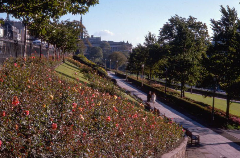 Roses in Prince's St. Gardens, Edinburgh, Scotland, 1960s