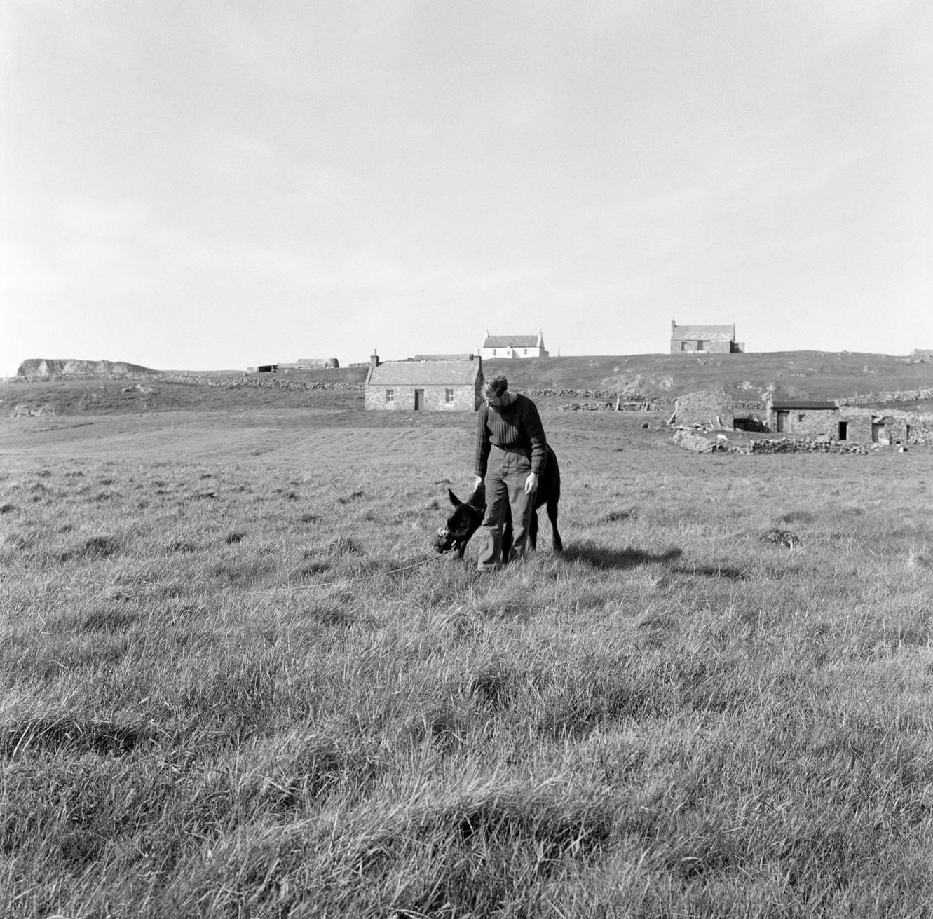 The Bancrofts, who a year ago left the 'rat race' of London and Whitstable to make a new start as crofters in the Fair Isle, 1964