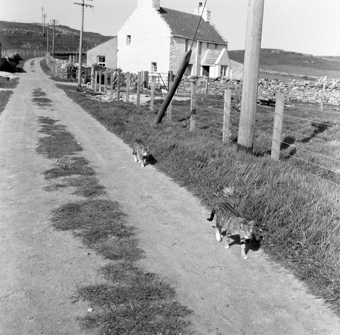 Fair Isle, Scotland, 1964.