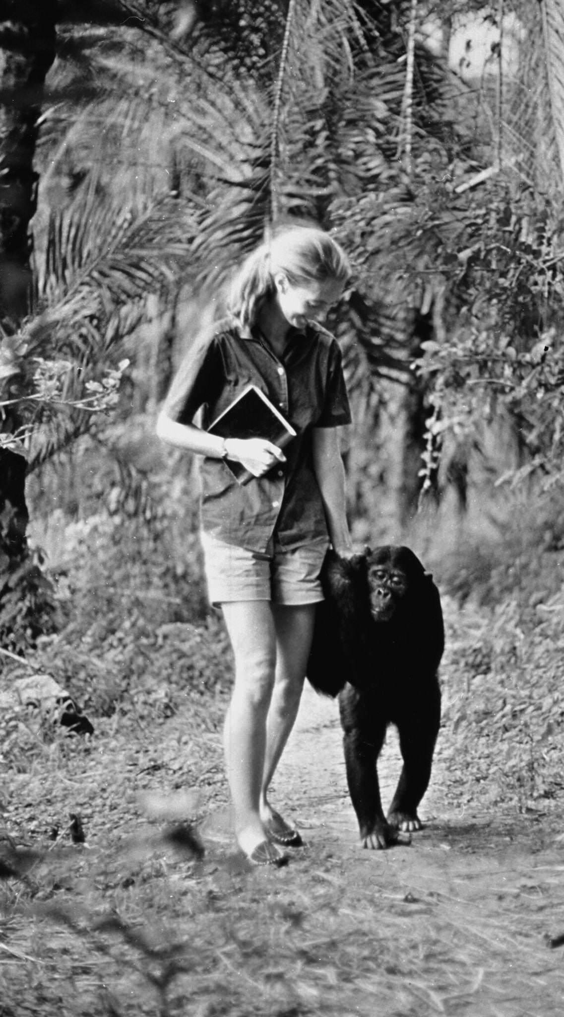 Jane Goodall appears in the television special "Miss Goodall and the World of Chimpanzees" originally broadcast on CBS, Wednesday, December 22, 1965.