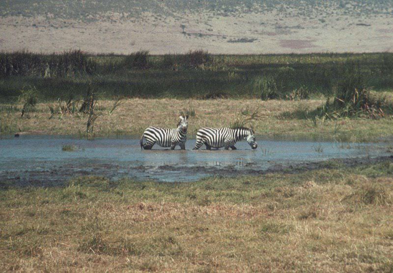 Drinking together, August 1969