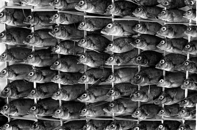 Fish mosaic, 1969