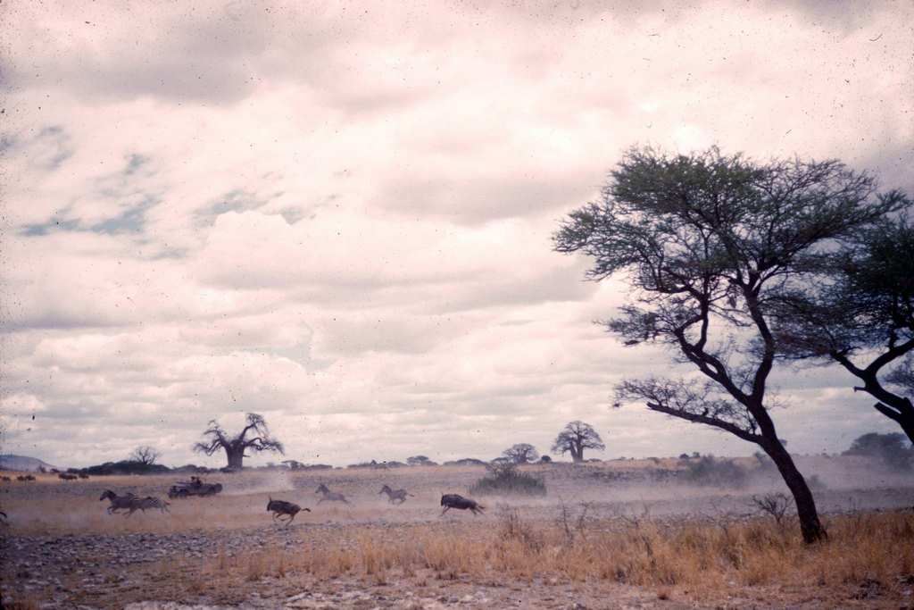 View of a herd of wildebeest as they gallop across a grassland, Tanzania, 1962.