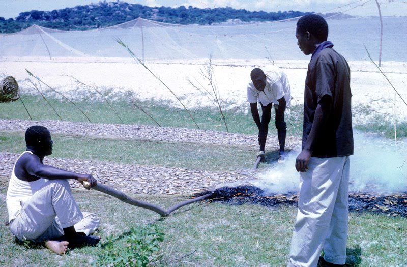 Smoking fish, 1969