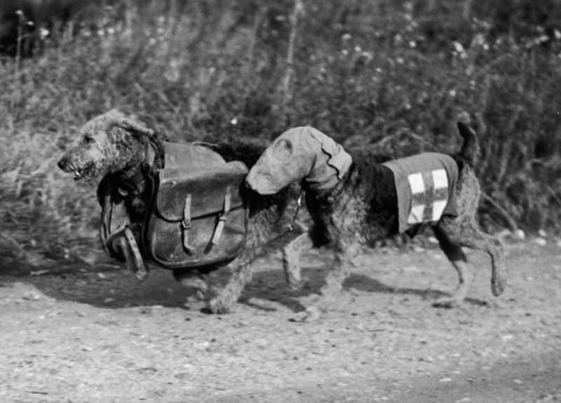 Two Airedale terriers in training at Lt. Colonel E. H. Richardson’s camp in Surrey. 1939.