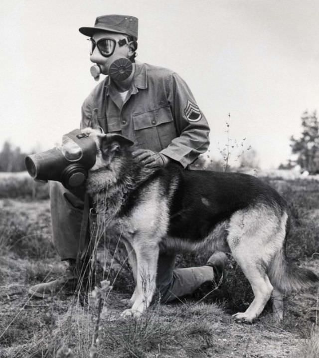 An American soldier and dog participate in drills in Germany. 1955.