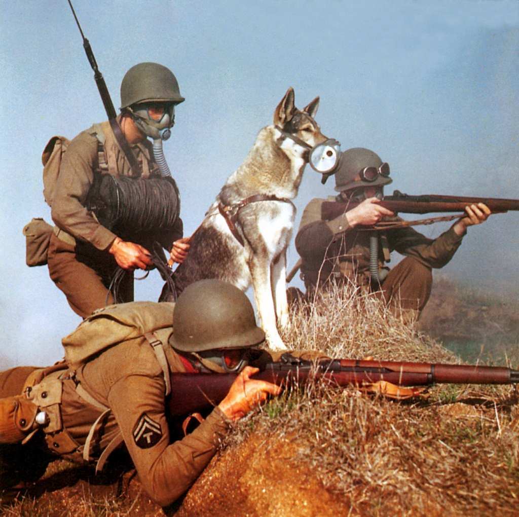 Rin Tin Tin's War