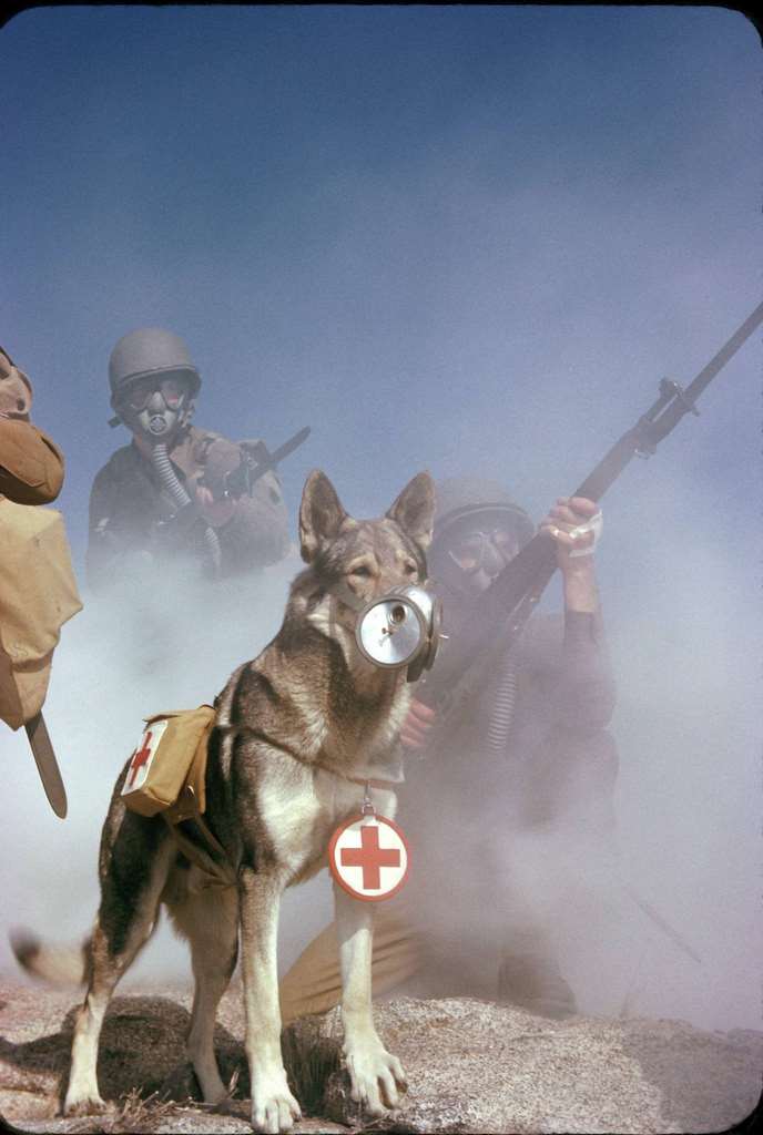 A group of US Army soldiers, rifles in hand, wear gas masks during a training exercise related to chemical attacks, California, 1943.