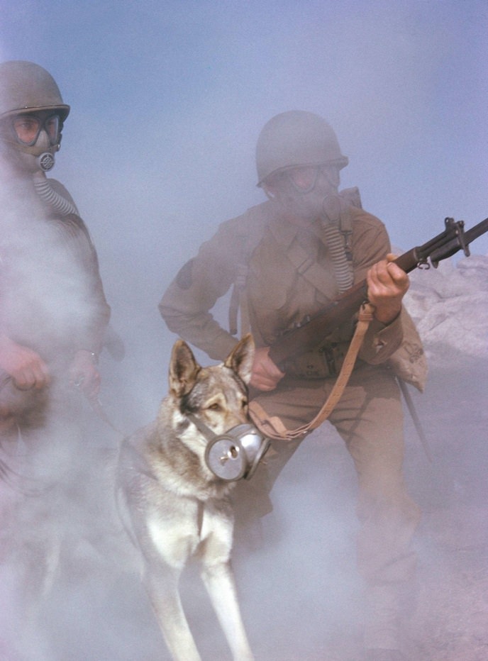 A group of US Army soldiers with a dog with a first aid pack strapped to it wears a special muzzle filter to protect it from gas.