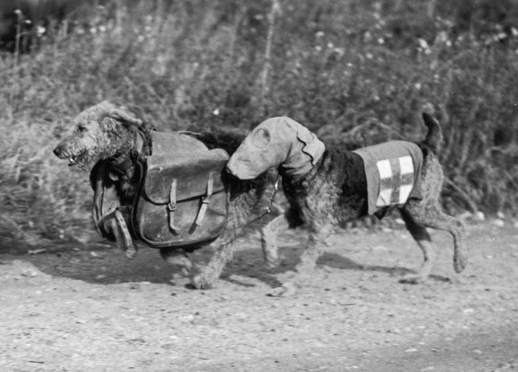 Two Airedale Terriers at Lt. Colonel EH Richardson's canine training camp in Woking, Surrey, during World War II, 16th October 1939. One dog wears a special gas mask and the other carries rations for a wounded soldier.