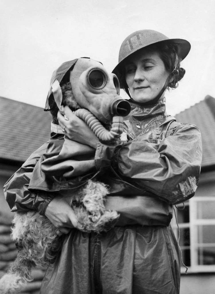 A woman, member of Air Raid Precautions (ARP) puts a gas mask on her dog, in the UK in July 1938.