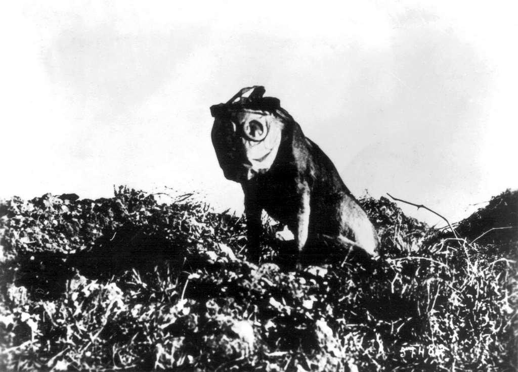 Rol, dog wearing a gas mask, 1918