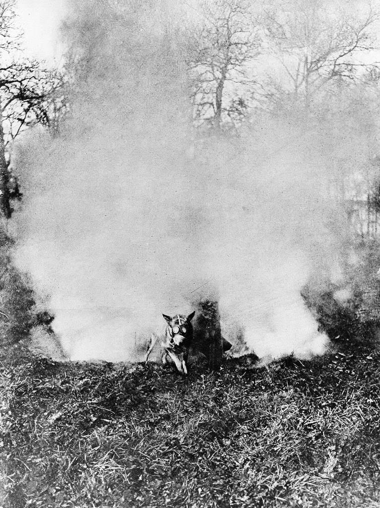French messenger dog with gas mask that is used for warfare is making his way through a cloud of poison gasspring, 1917