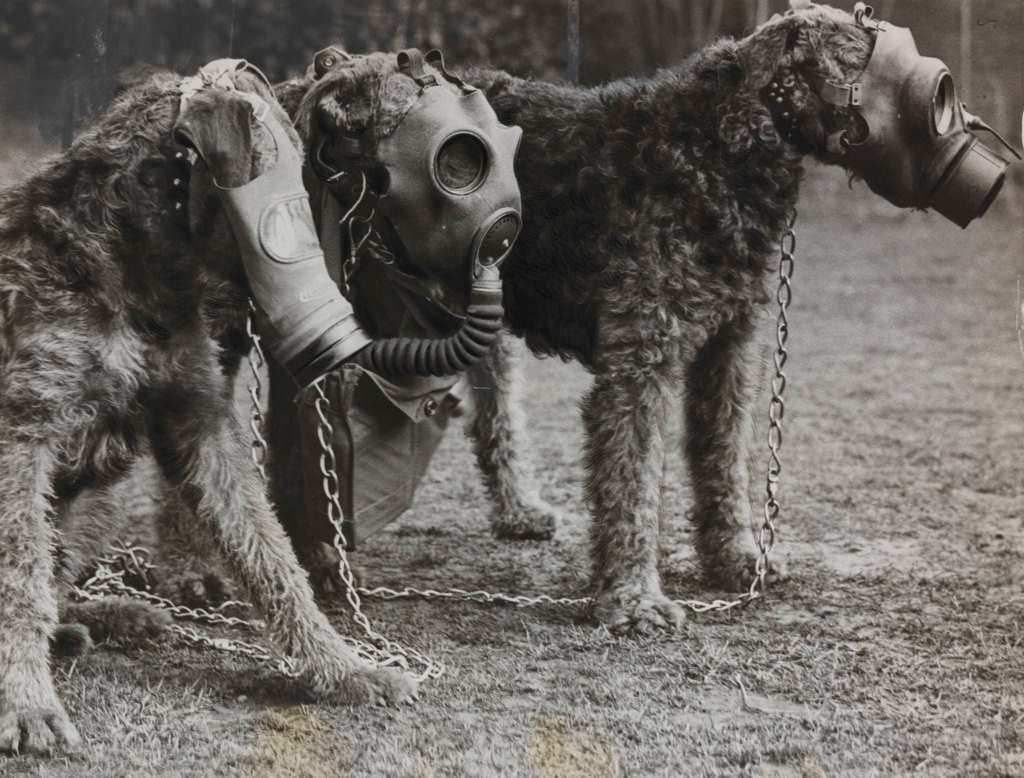 Airedale Terriers Wearing Gas Masks. Gas masks for both dogs and human beings were on exhibition yesterday.