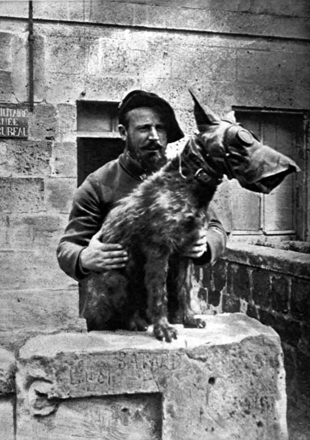 A dog of the French Army. 1918.
