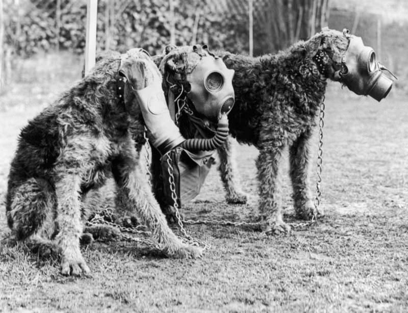 Airedale dogs being trained by Lt Col E. H. Richardson to wear special gas masks at a Surrey kennel. 1939.