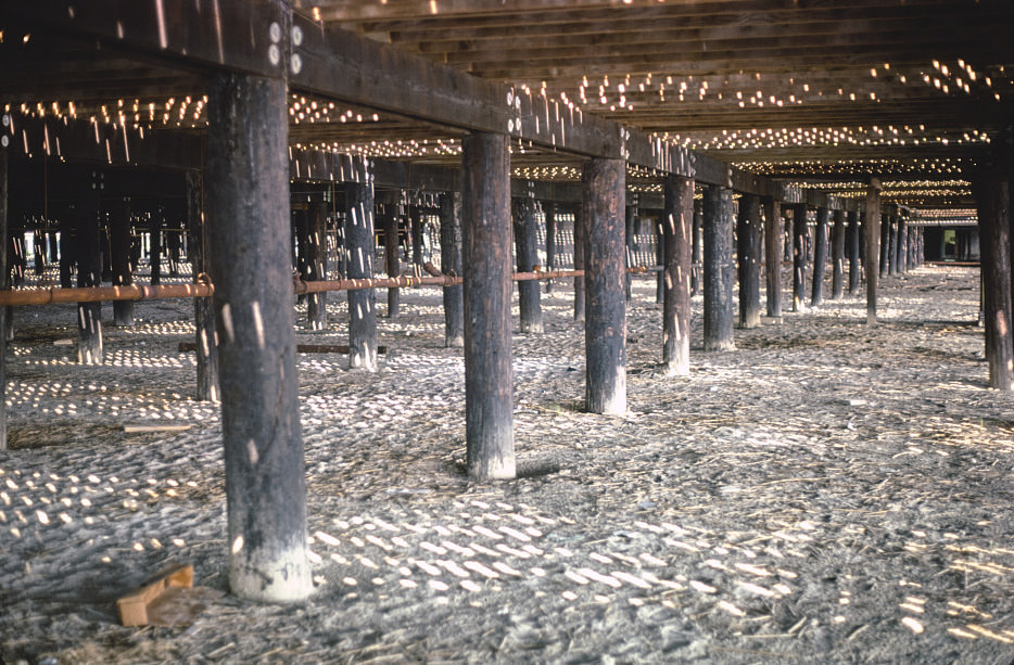 Under Sportland Pier, Wildwood, New Jersey, 1978