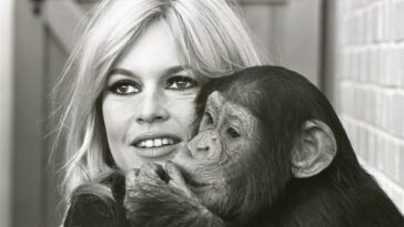 Adorable Photos of Classic Hollywood Stars with Chimpanzees