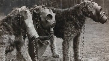 War dogs Wearing Canine Gas Masks during WWI and WWII