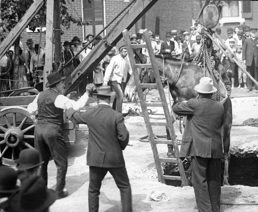 A horse either being lowered into or lifted out of a hole in a city street, 1908