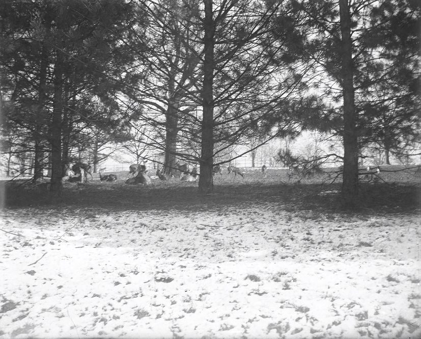 Deer or Elk Among Large Trees, 1902