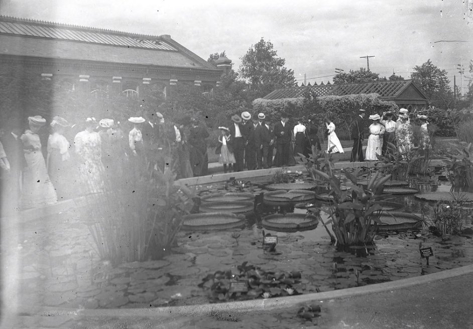 The Missouri Botanical Garden Lily Pond, 1902